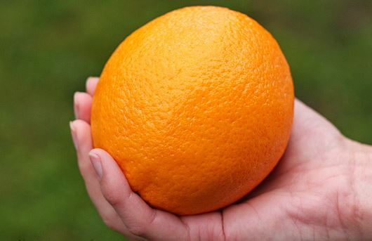 Man's hand holding an orange.